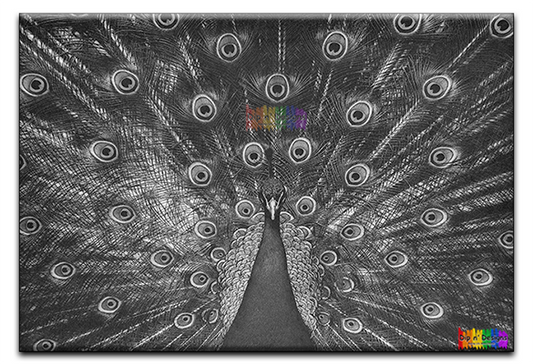 Peacock Closeup - Uncolored - Dip n' Designs