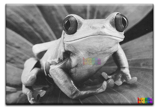 Red-Eyed Green Tree Frog Closeup - Uncolored - Dip n' Designs