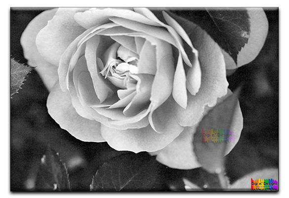 Rose Closeup - Uncolored - Dip n' Designs