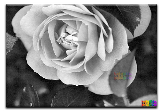 Rose Closeup - Uncolored - Dip n' Designs