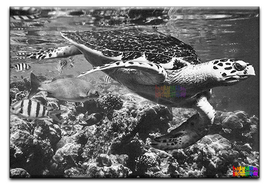 Sea Turtle Swimming - Uncolored - Dip n' Designs