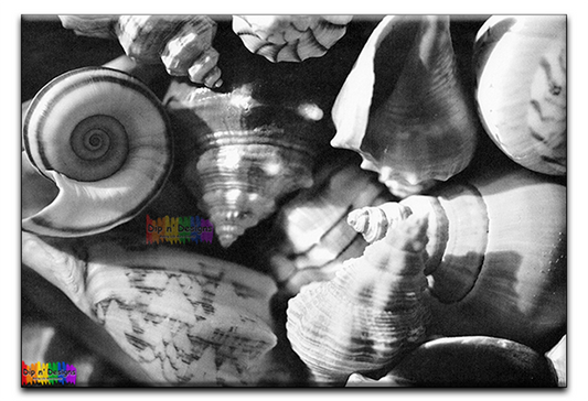 Seashells - Uncolored - Dip n' Designs