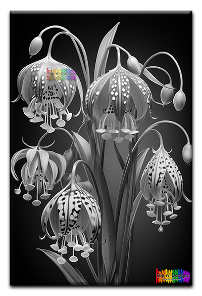 Tiger Lilies - Uncolored