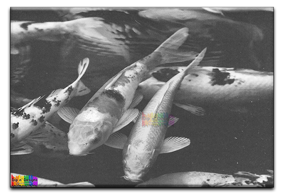 Koi Fish uncolored - Dip n' Designs - Colored Pencil Wall Art