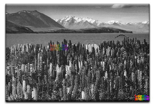 Field of Lupin Flowers uncolored - Dip n' Designs - Colored Pencil Wall Art