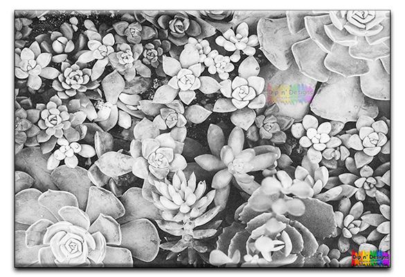 Succulent Plants uncolored - Dip n' Designs - Colored Pencil Wall Art