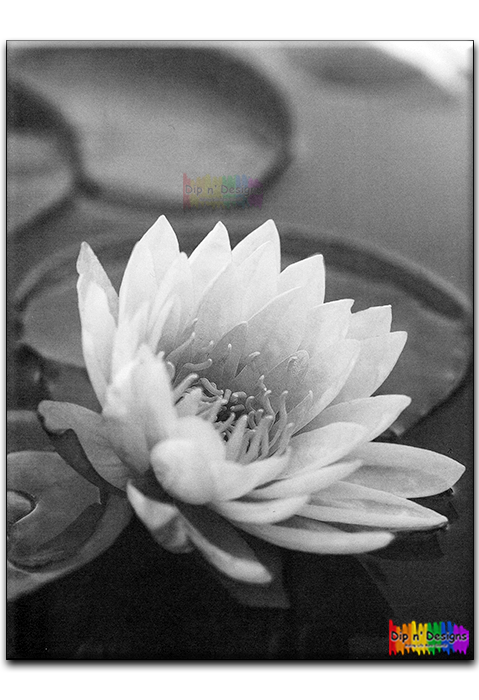 Water Lily Flower uncolored - Dip n' Designs - Colored Pencil Wall Art