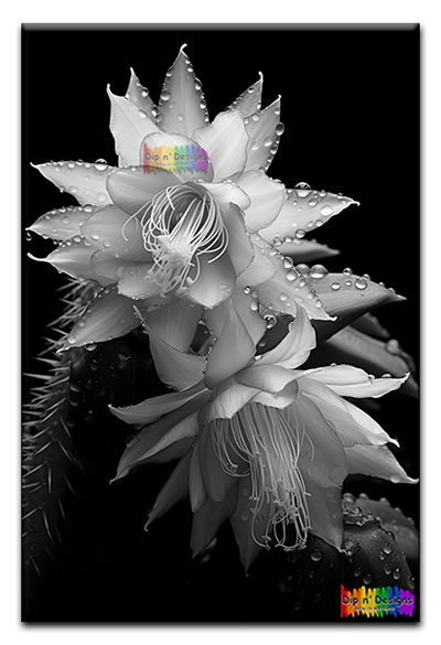 Night-Blooming Cereus Flowers - Uncolored - Dip n' Designs