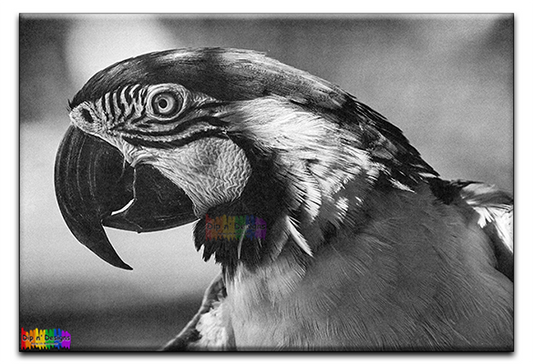 Parrot Closeup - Uncolored - Dip n' Designs