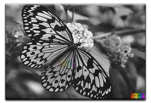 Monarch Butterfly and Flowers - Uncolored
