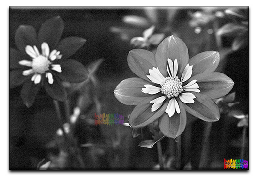 Dahlia Flowers 3 uncolored - Dip n' Designs - Colored Pencil Wall Art