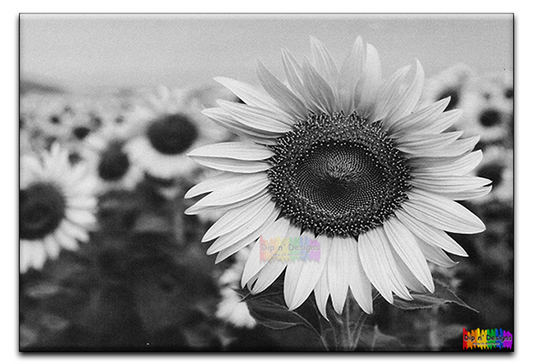 Field of Daisies Wall Art uncolored - Dip n' Designs - Colored Pencil Wall Art